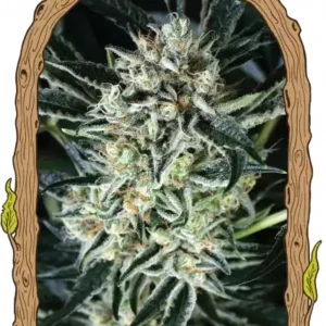 Exotic Seeds - Jelly Bananen
