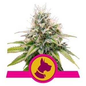 Royal Queen Seeds - Kali Dog