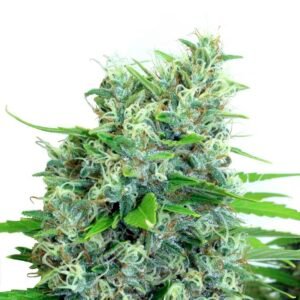Serious Seeds - KaliBubba