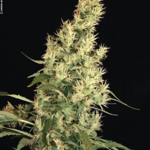 Serious Seeds - Kali Mist