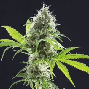 Kannabia - Kama Kush CBD