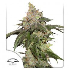 Dutch Passion - Kerosene Krash®