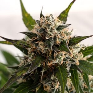 Kannabia - Kickass AUTO