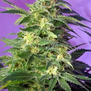 Sweet Seeds - Killer Kush Auto®