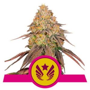 Royal Queen Seeds - Legendary OG Punch