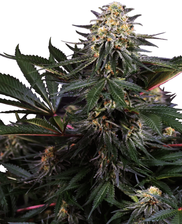 Sensi Seeds Research - Lockdown Kush Feminized