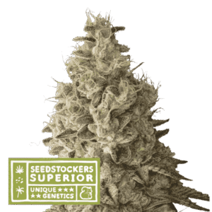 Seed Stockers - Mack & Crack® Auto