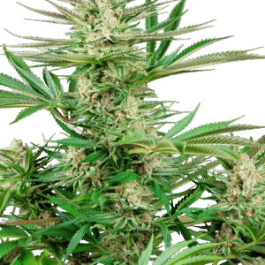 Sensi Seeds Research - Malibu OG Gold Feminized