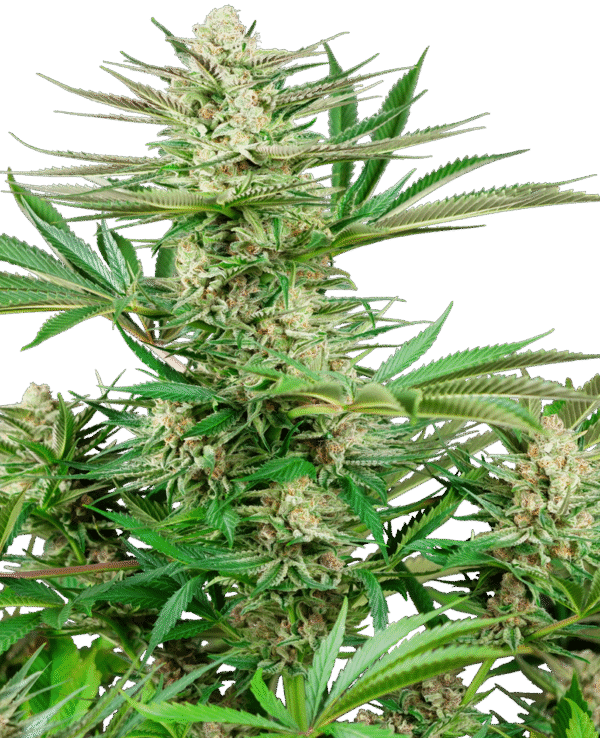 Sensi Seeds Research - Malibu OG Gold Feminized