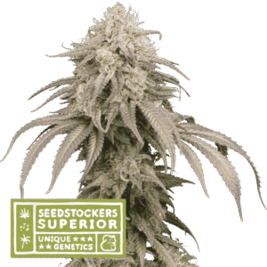 Seed Stockers - Mandarin Panties® Auto