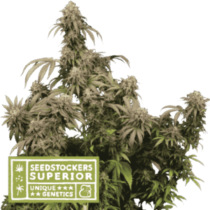 Seed Stockers - Mandarin Panties® Fem