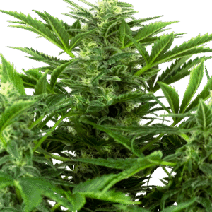 Sensi Seeds Research - Mandarin Punch Automatic