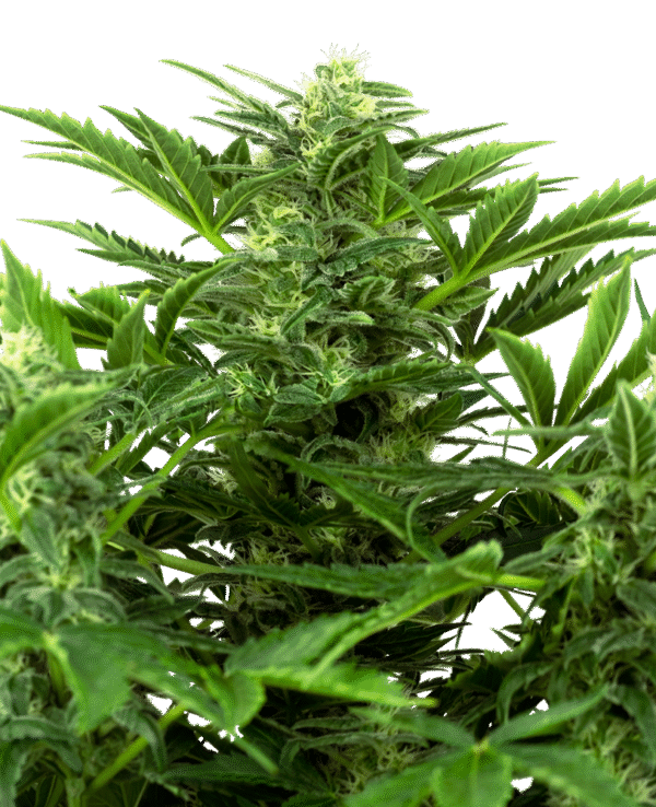 Sensi Seeds Research - Mandarin Punch Automatic
