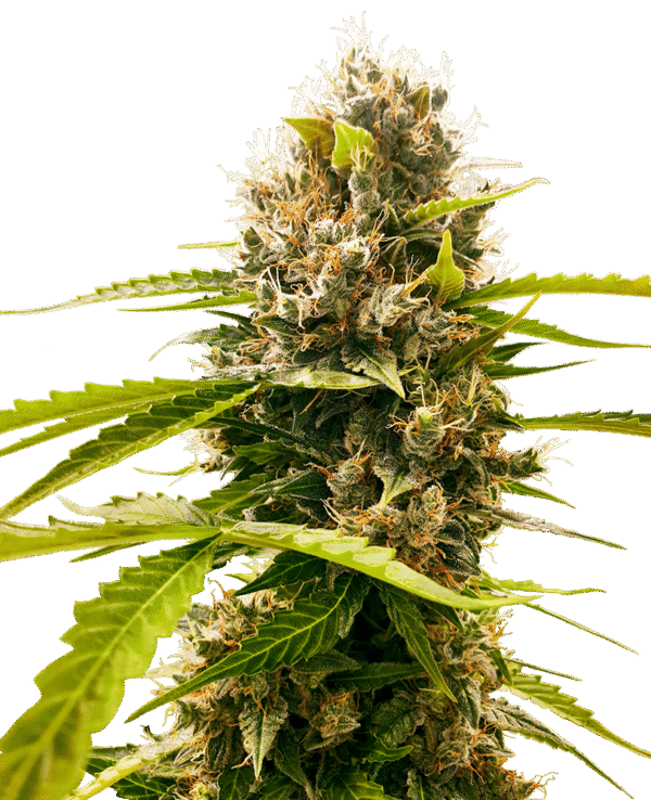 Sensi Seeds Research - Mandarin Punch Feminized