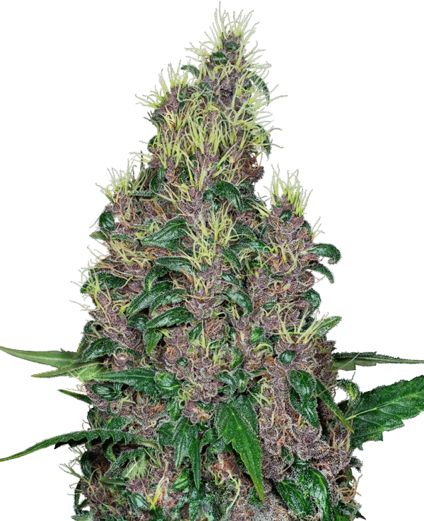 Sensi Breeding Grounds - Mandarine Jam Feminized