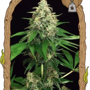 Exotic Seeds - Mango Cream