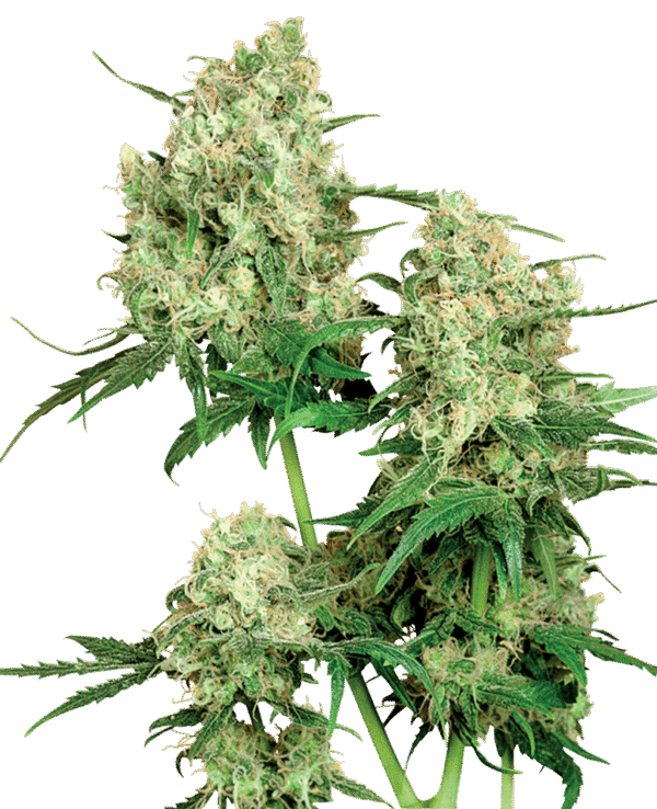 Sensi Seeds - Maple Leaf Indica® (Regular)