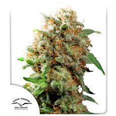 Dutch Passion - Mazar®