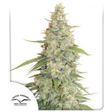 Dutch Passion - Meringue®