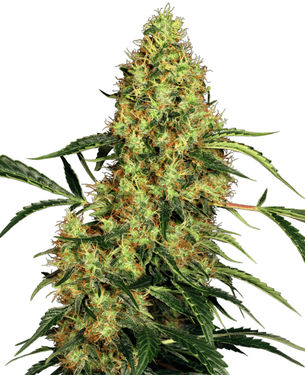Sensi Seeds - Mexican Sativa® (Regular)