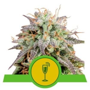Royal Queen Seeds - Mimosa Auto