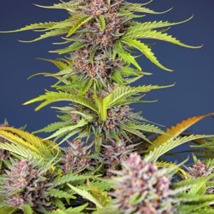 Sweet Seeds - Mimosa Bruce Banner XL Auto®