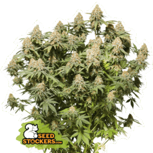 Seed Stockers - Moby Dick Fem