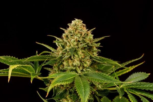 Kannabia - Monkey Grease