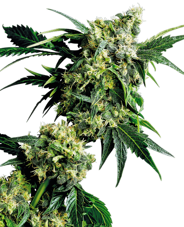 Sensi Seeds - Mr. Nice G13 X Hash Plant® (Regular)