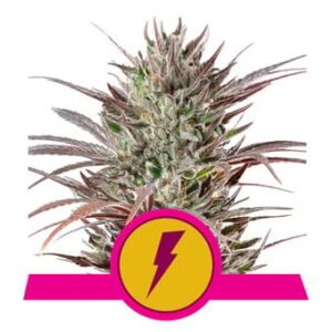 Royal Queen Seeds - North Thunderfuck