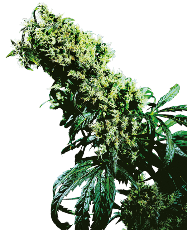 Sensi Seeds - Northern Lights #5 X Haze Feminized
