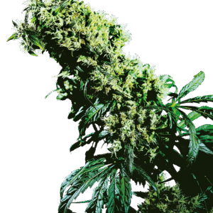 Sensi Seeds - Northern Lights #5 X Haze® (Regular)