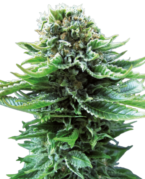 White Label seeds - Northern Lights Automatic