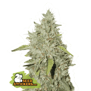 Seed Stockers - Northern Lights Fem