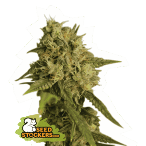 Seed Stockers - OG Kush Fem