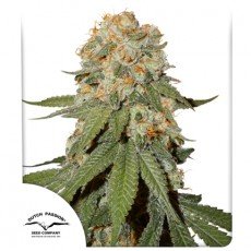 Dutch Passion - Orange Bud®