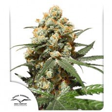 Dutch Passion - Orange Hill Special®