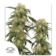 Dutch Passion - Pamir Gold®