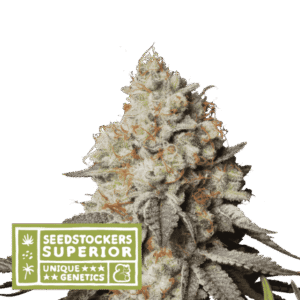 Seed Stockers - Panty Punch® Auto