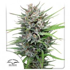 Dutch Passion - Passion #1®