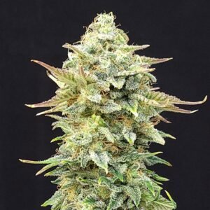 Kannabia - Pineapple Dream