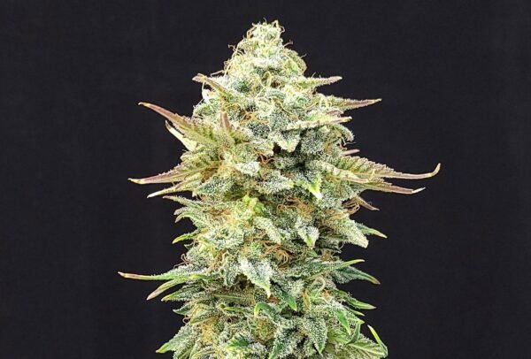 Kannabia - Pineapple Dream