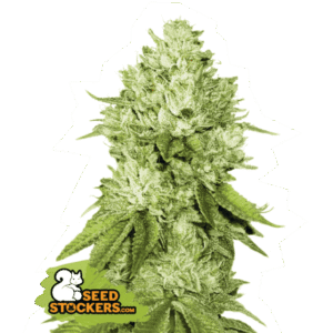 Seed Stockers - Pineapple Fem