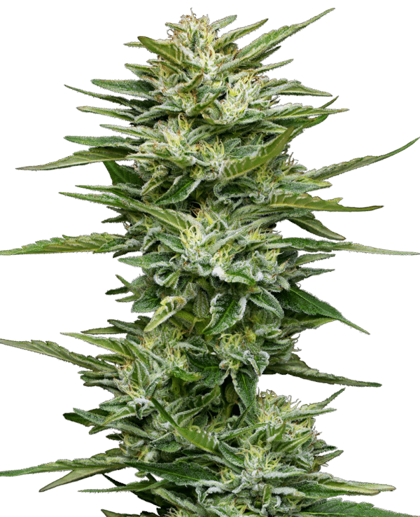 Sensi Breeding Grounds - Pineapple Kush Cake Automatic