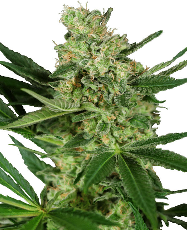 Sensi Seeds Research - Pumpkin Spice Feminized