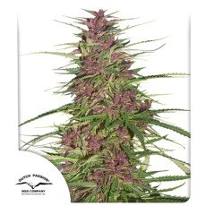 Dutch Passion - Purple #1®