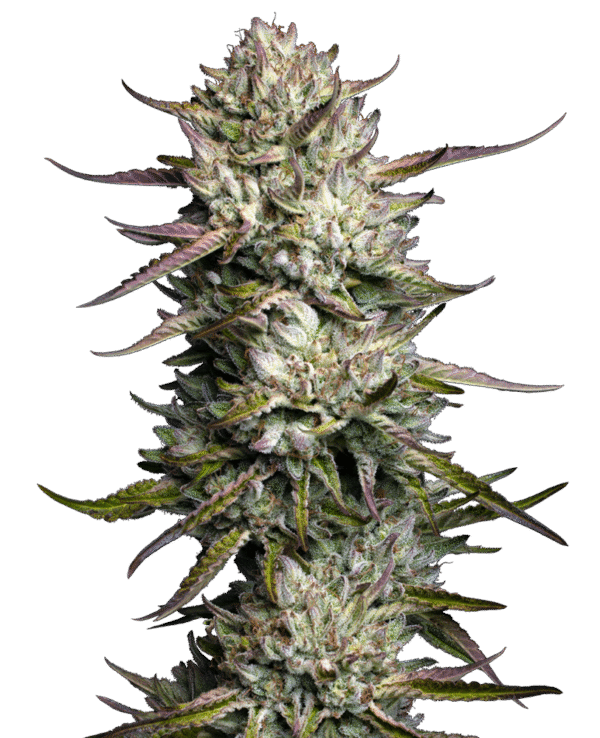 Sensi Breeding Grounds - Purple Berry Muffinz Feminized