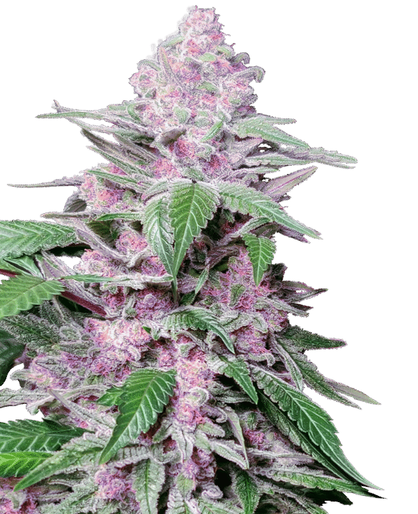 Sensi Seeds Research - Purple Cookie Kush Feminized