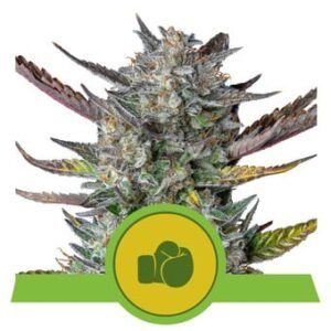Royal Queen Seeds - Purple Punch Auto
