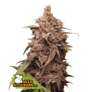 Seed Stockers - Purple Punch Fem